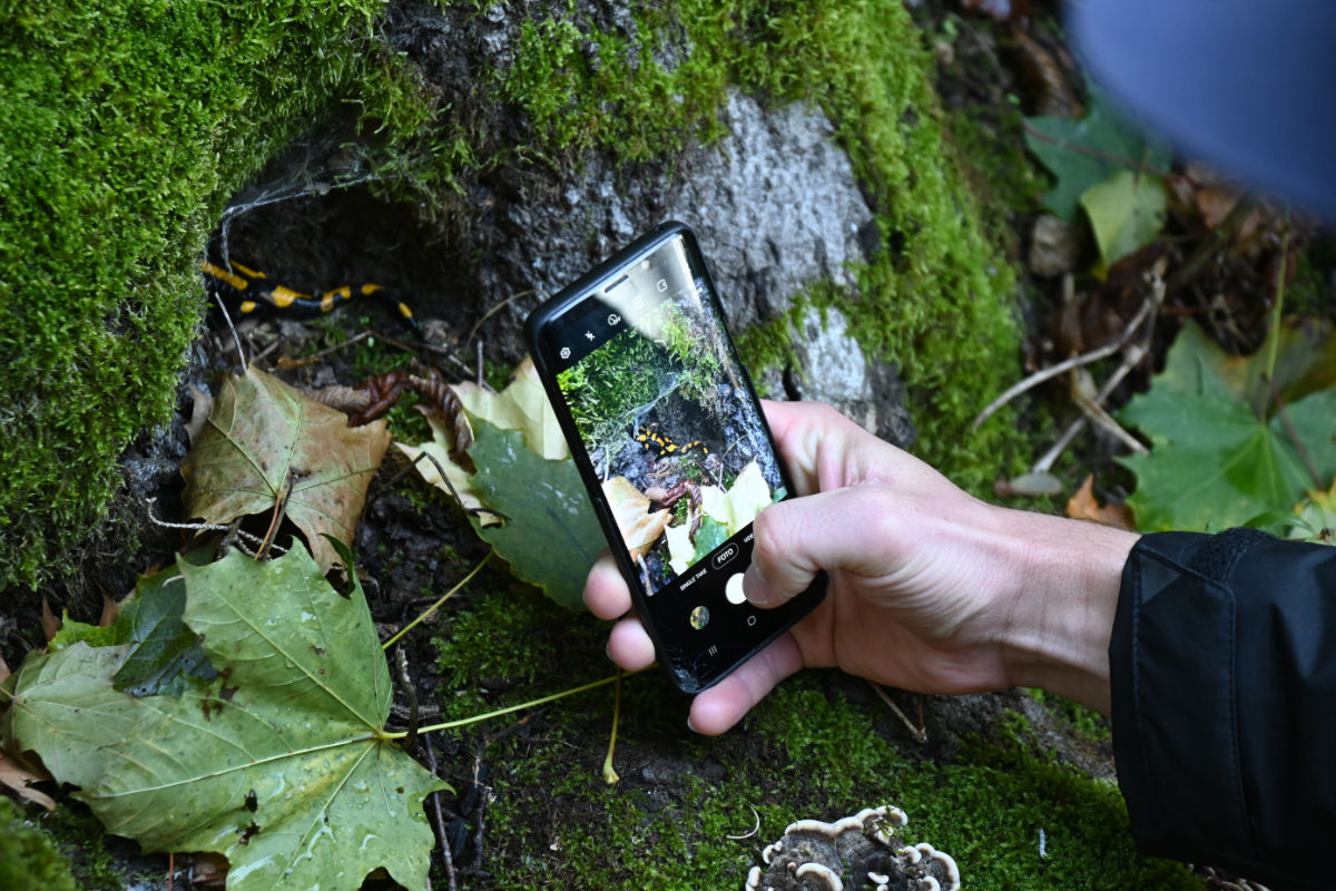 Feuersalamander fotografieren