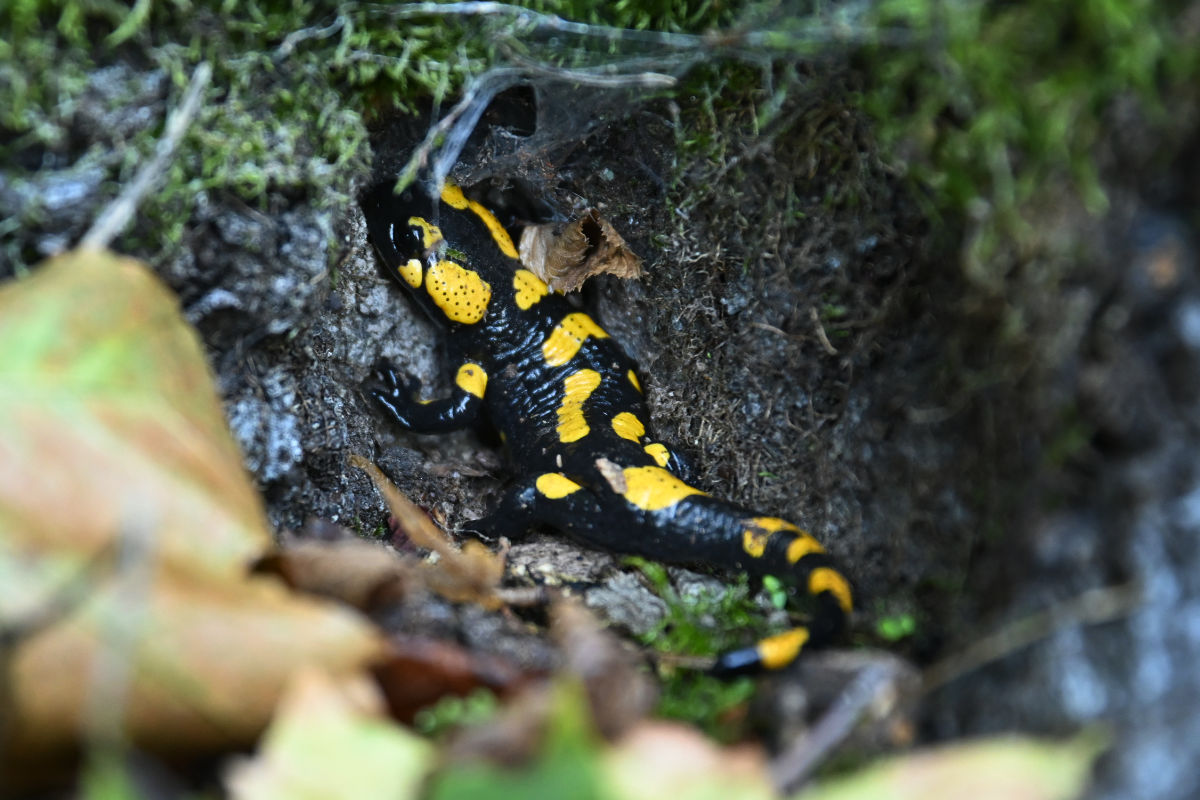 Feuersalamander