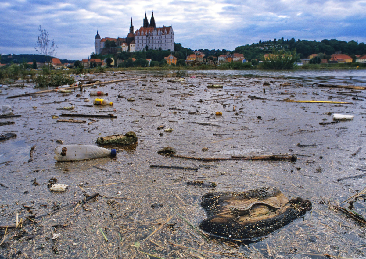 Zauneidechse auf Treibholz, Elbehochwasser