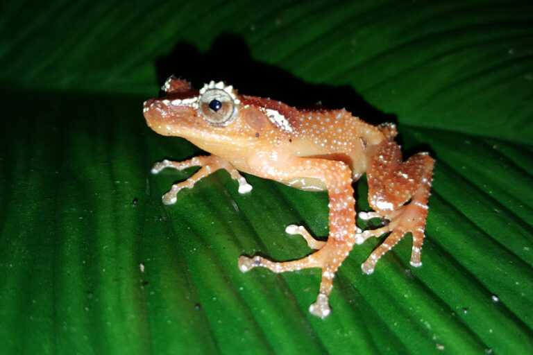 200 Jahre Amphibienforschung auf Java