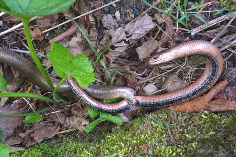 Themenabend Feldherpetologie