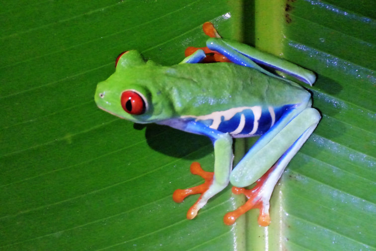 Rotaugenlaubfrosch (Agalychnis callidryas)