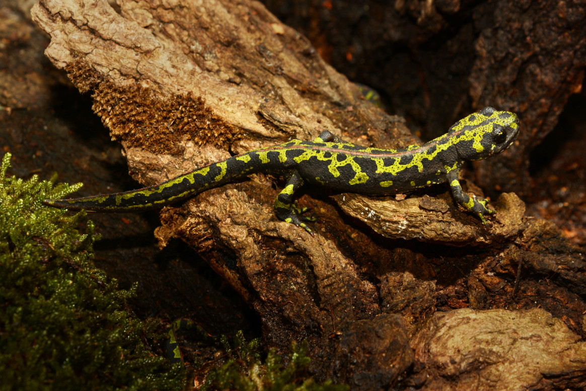 Marmormolch im Terrarium