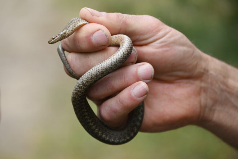 Zu Besuch bei den Feldherpetologischen Tagen