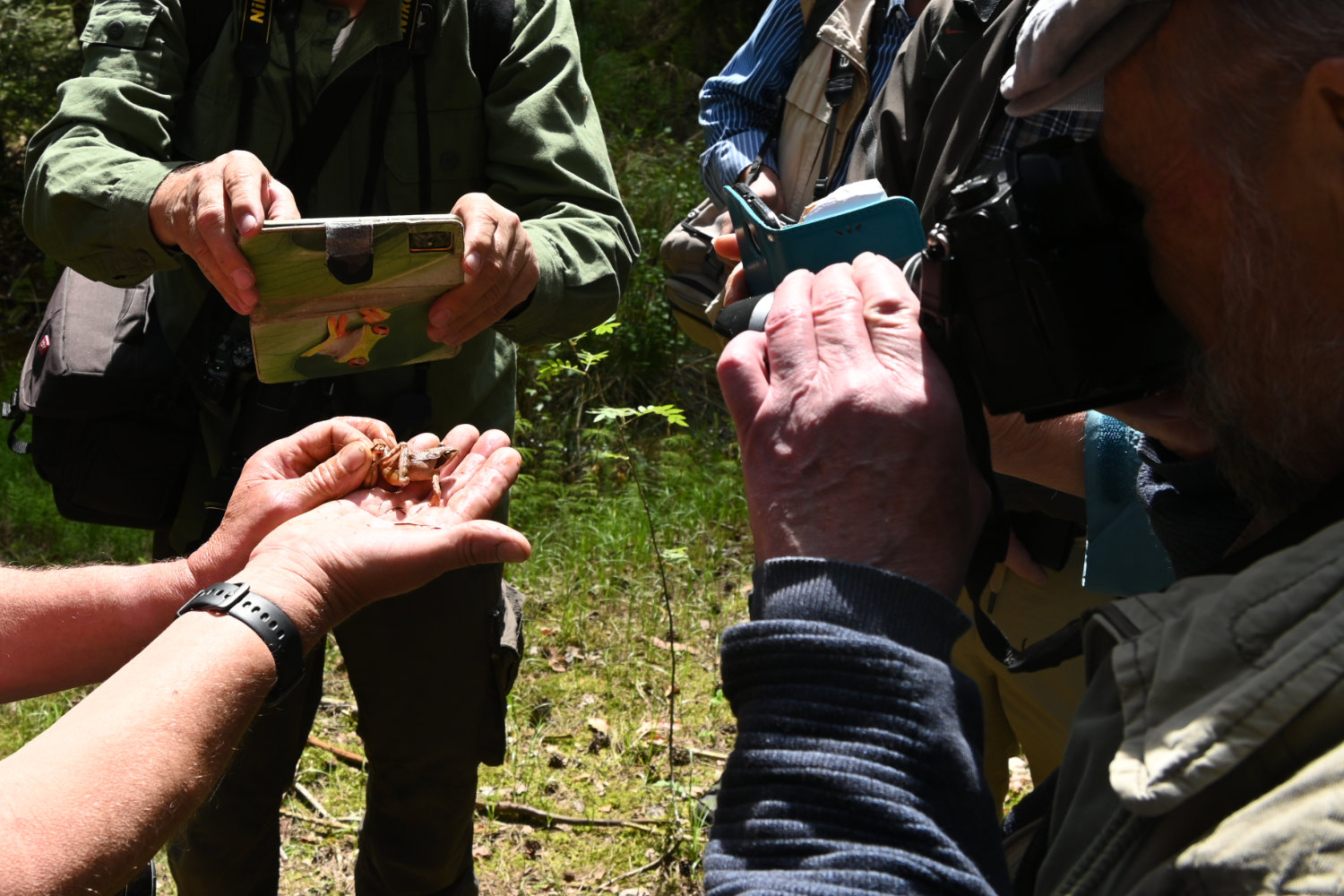 3 Leute fotografieren den Springfrosch