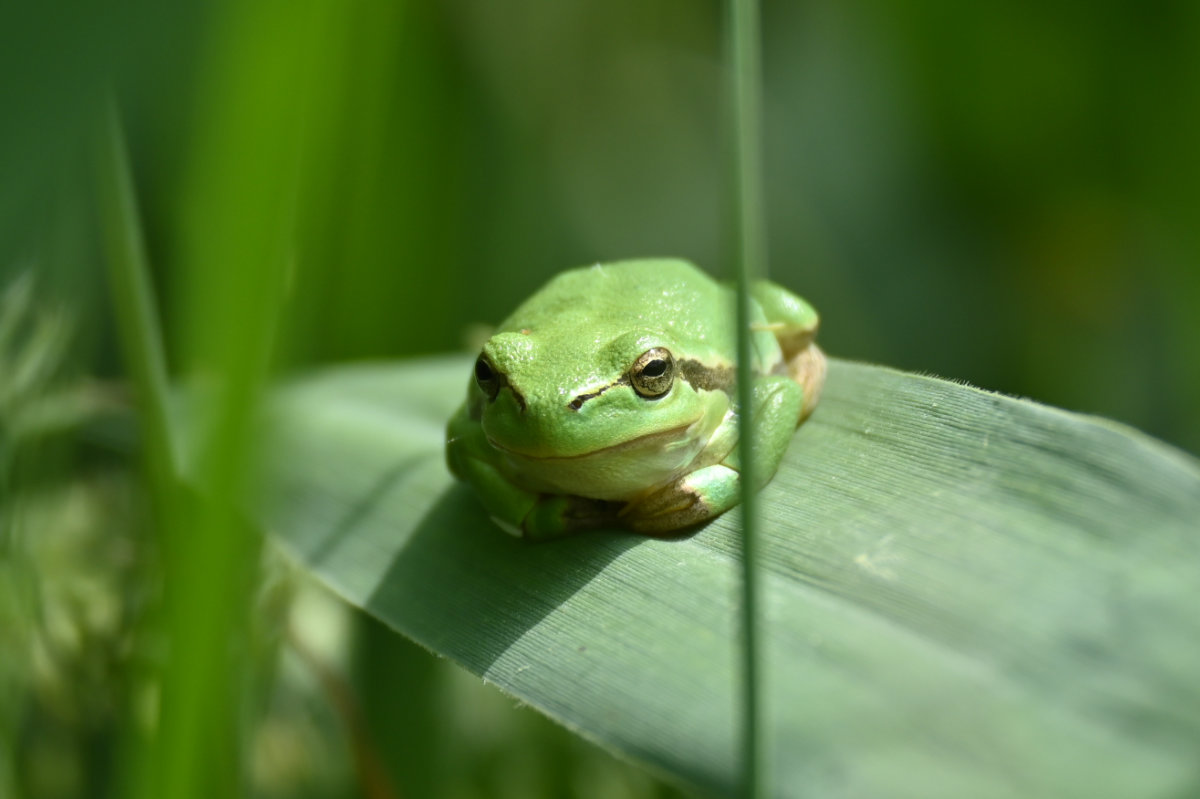 Laubfrosch