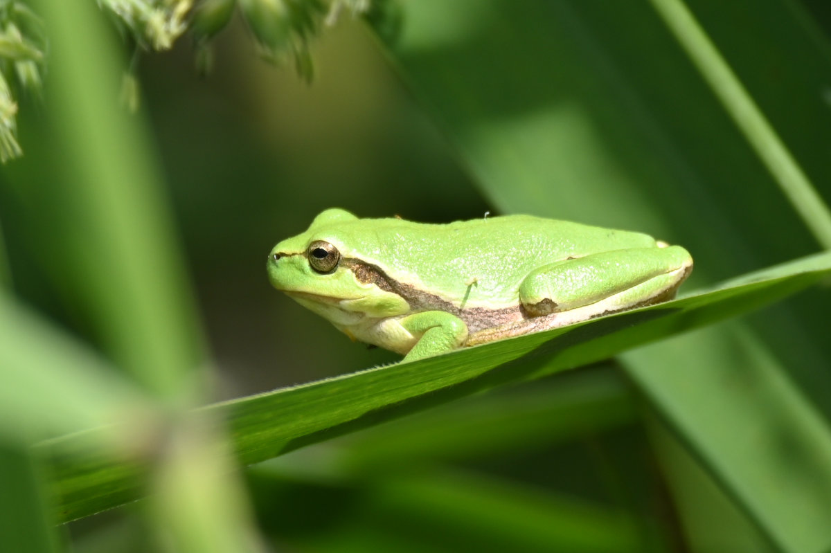 Laubfrosch