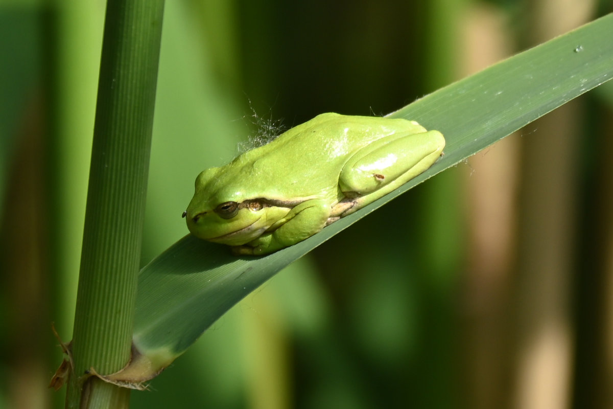 Laubfrosch