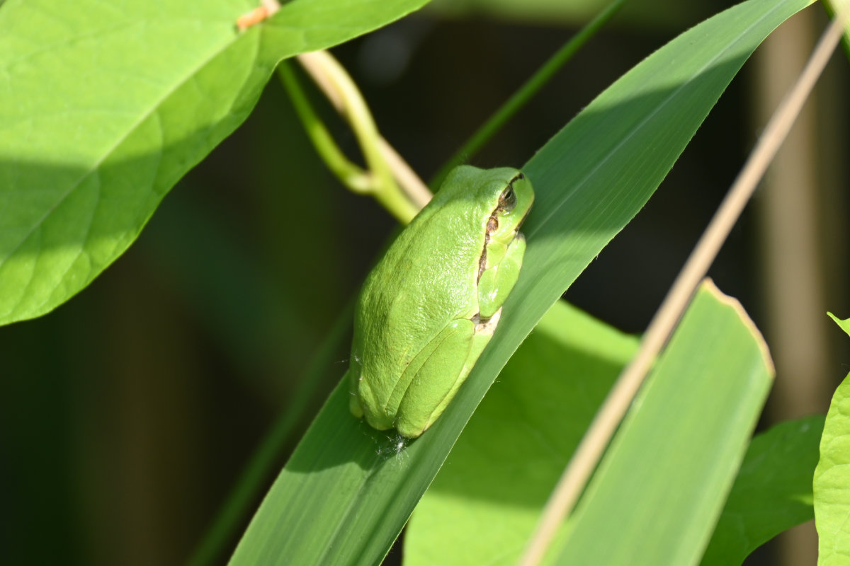 Laubfrosch