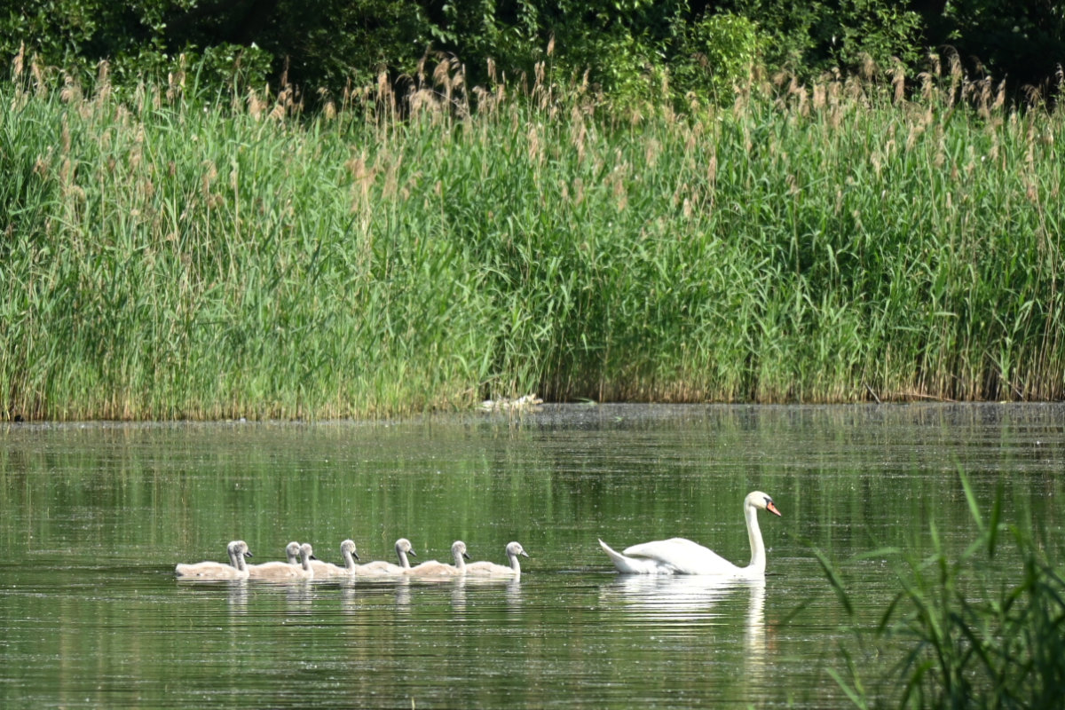 Schwimmender Schwan mit Jungtieren