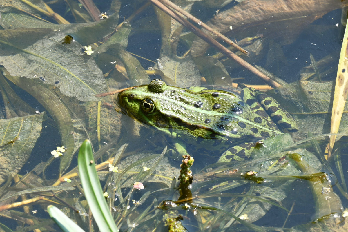 Teich- oder Seefrosch