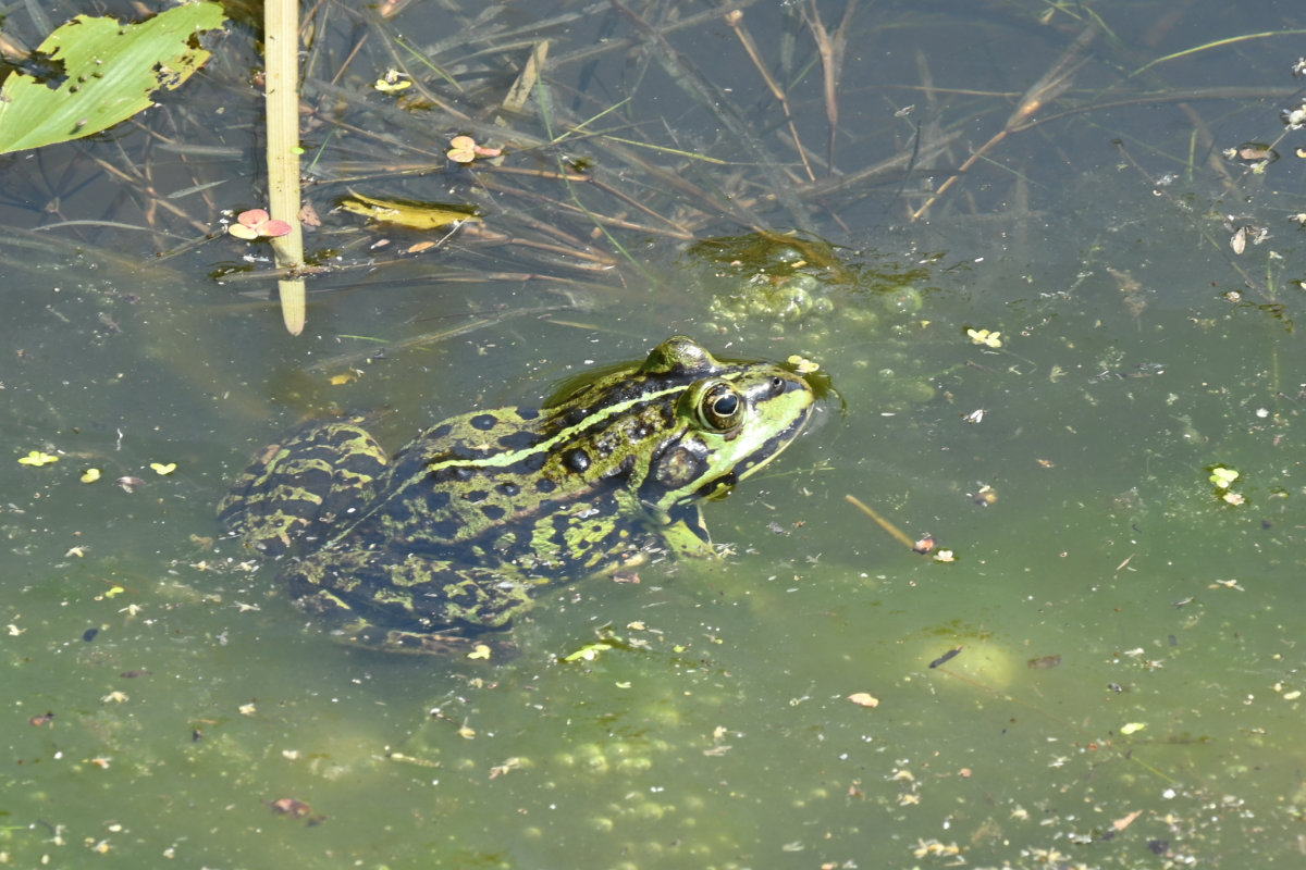 Teich- oder Seefrosch