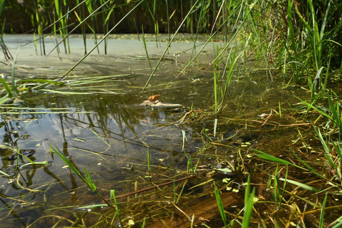 Teichfrosch im Schilf