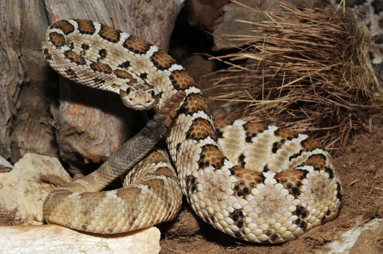 Giftschlangen in meinen Terrarien