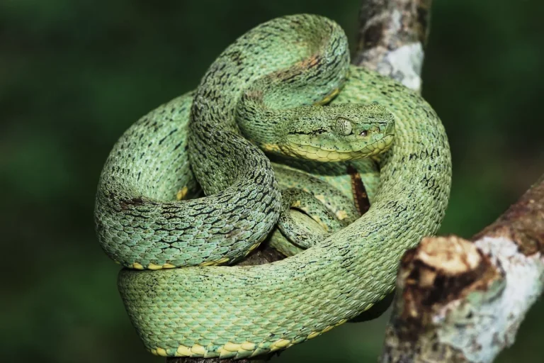 Unterwegs am Amazonas – Naturbeobachtung im Norden von Peru