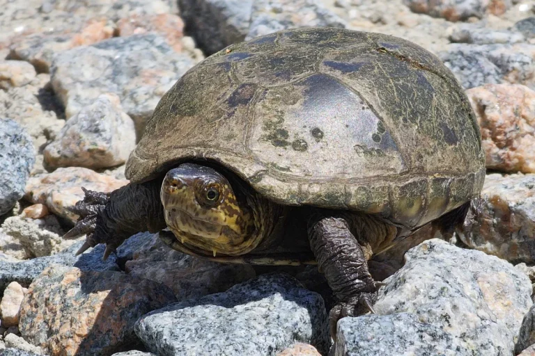 DOR – Auf Schildkrötensuche in North Carolina, USA