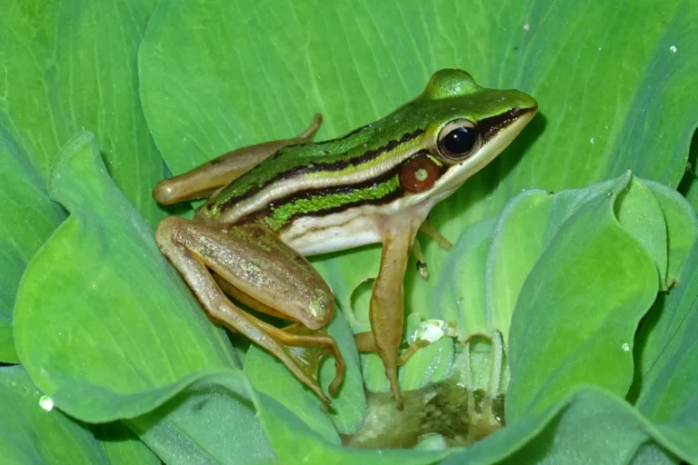 Themenabend Asien: Herpetologische Reiseeindrücke aus Südostasien