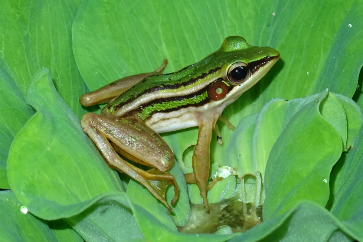 Grüner Reisfrosch