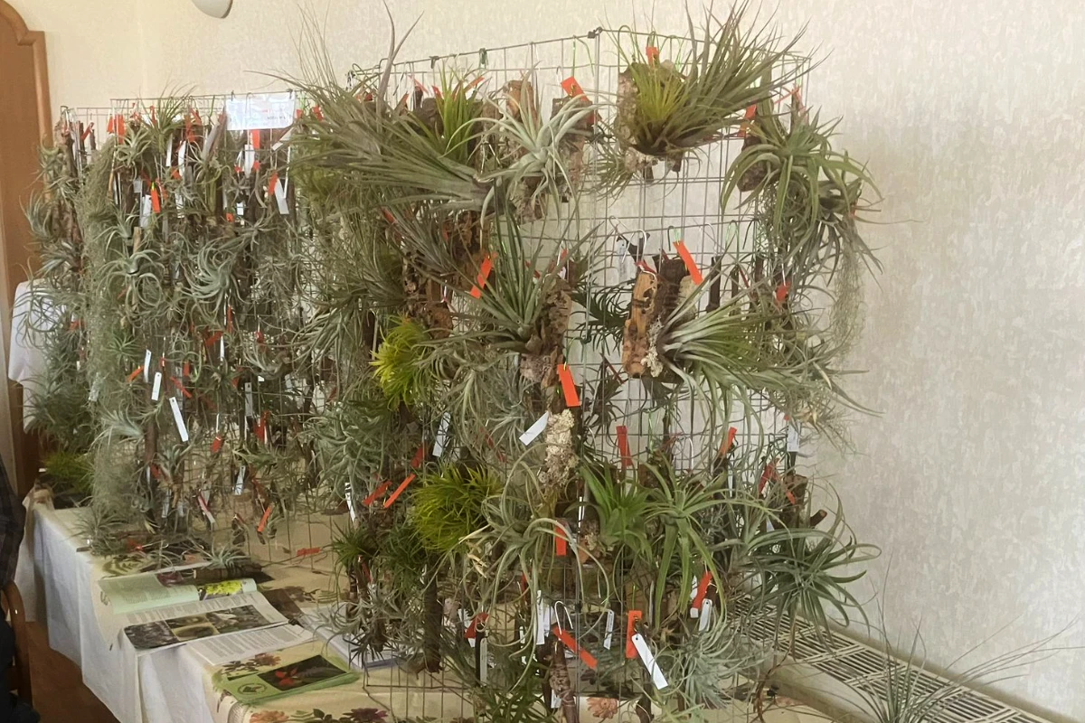 Tillandsien