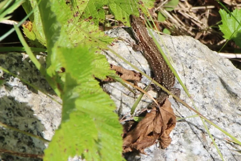 Waldeidechse