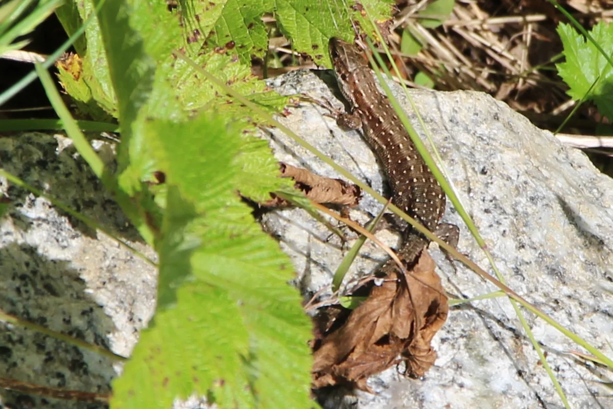 Waldeidechse