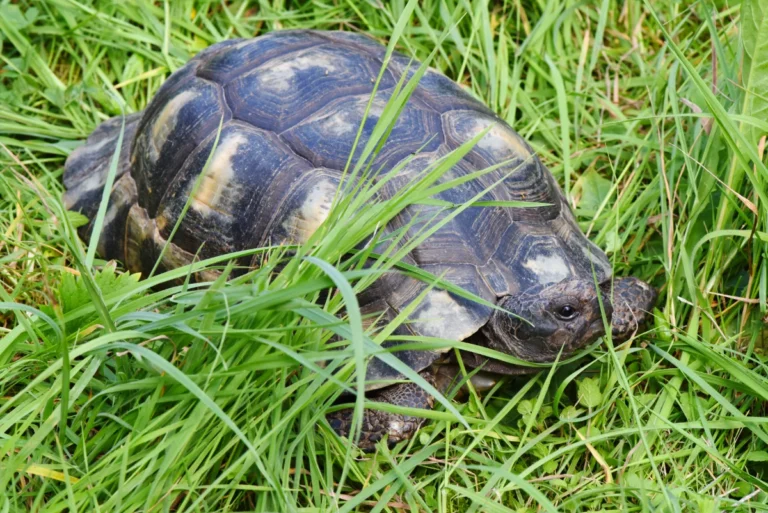 Landschildkröte