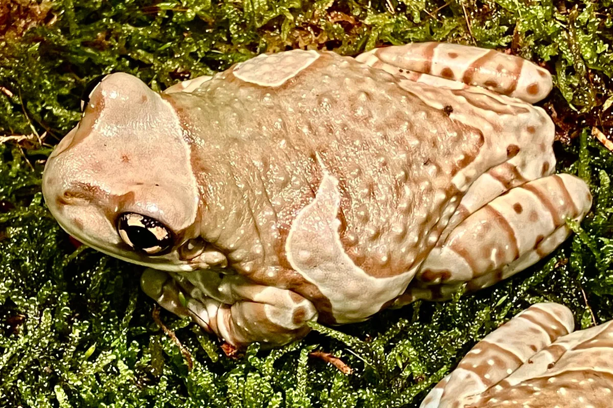 Baumhöhlen-Krötenlaubfrosch (Trachycephalus resinifictrix