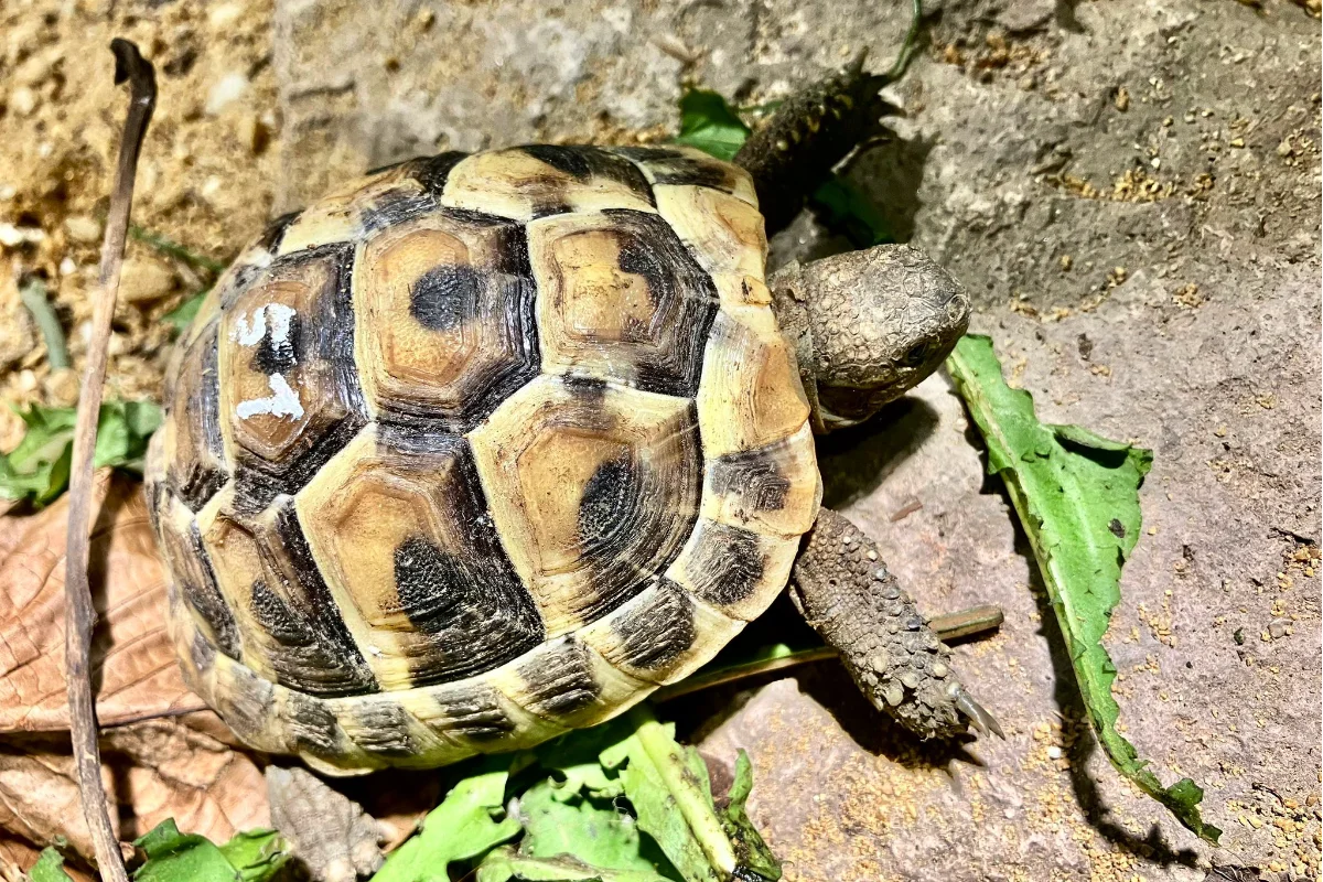 Europäische Landschildkröte