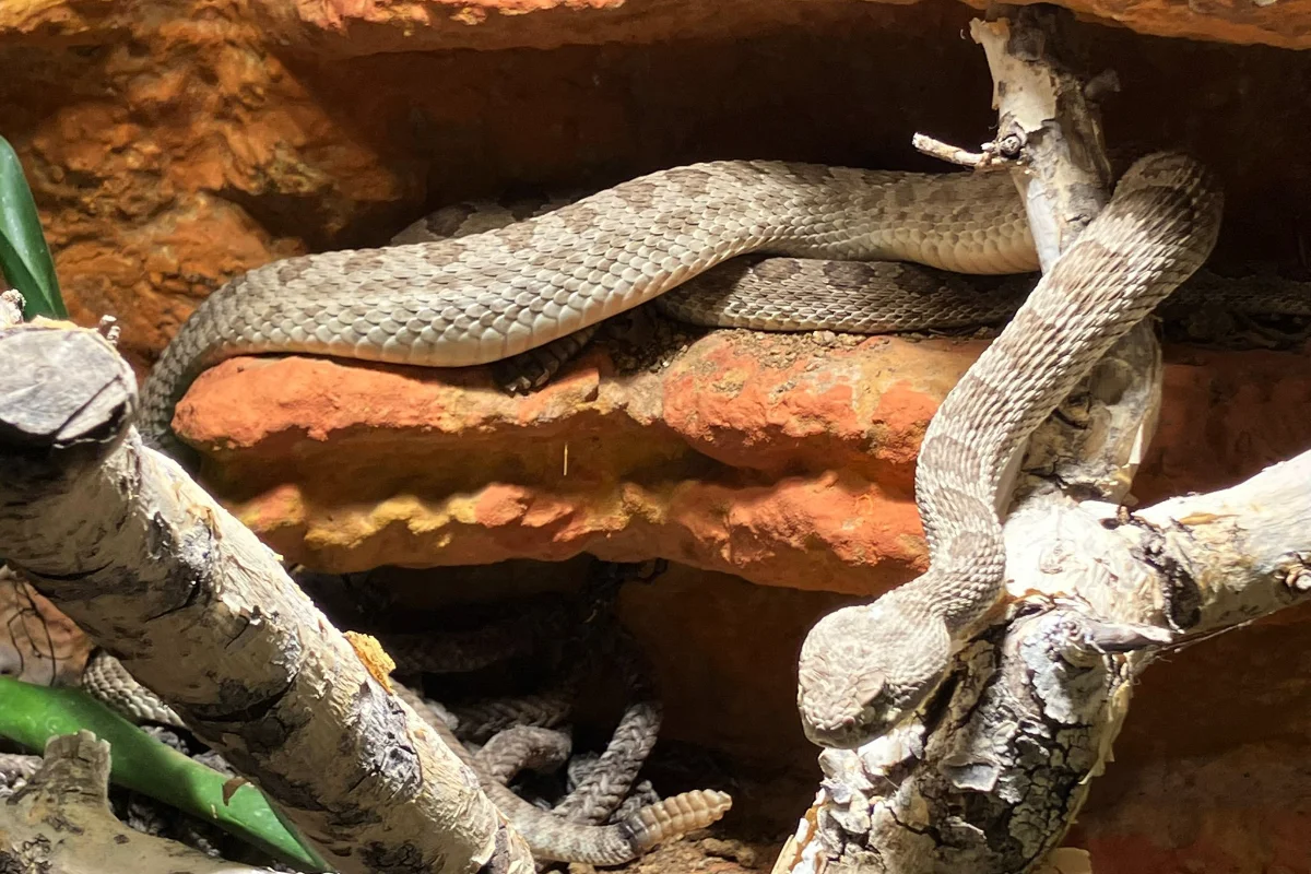 Hopi Prärieklapperschlange (Crotalus viridis)