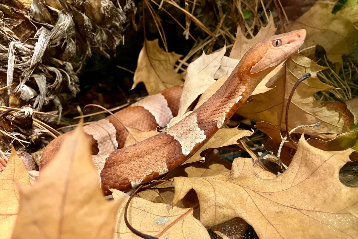 Trans-Pecos-Kupferkopf (Agkistrodon contortrix)