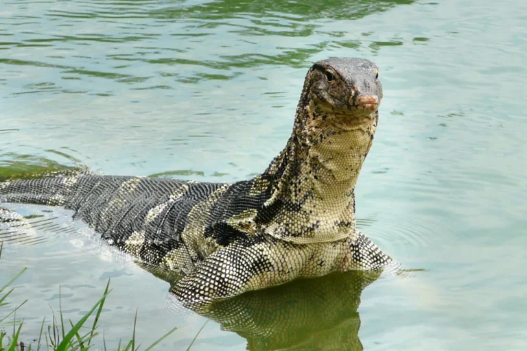 Hinterindischer Bindenwaran Varanus salvator macromaculatus