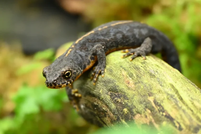 Themenabend Feldherpetologie: Der Bergmolch in Sachsen – Untersuchungen am nordöstlichen Arealrand