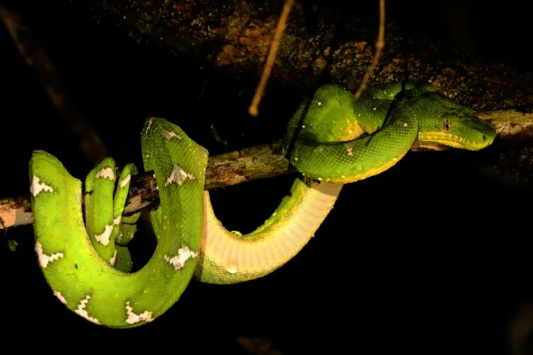 Grüner Hundskopfschlinger (Corallus caninus)