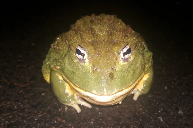 Afrikanischer Ochsenfrosch (Pyxicephalus adspersus)