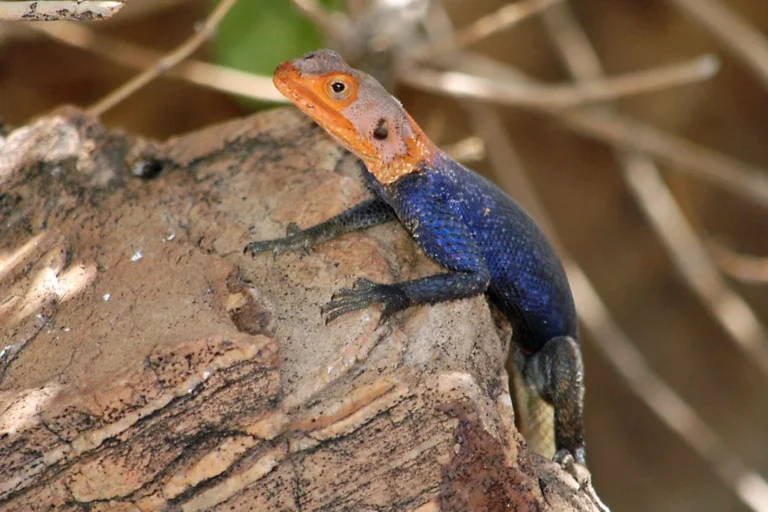 Namibische Felsenagame (Agama planiceps)