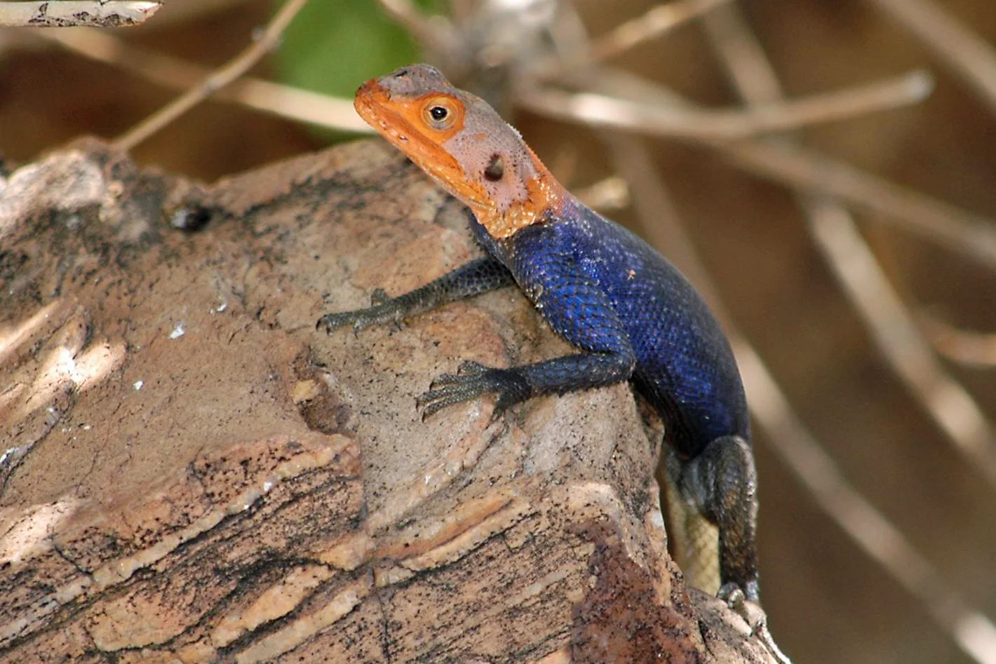 Namibische Felsenagame (Agama planiceps)
