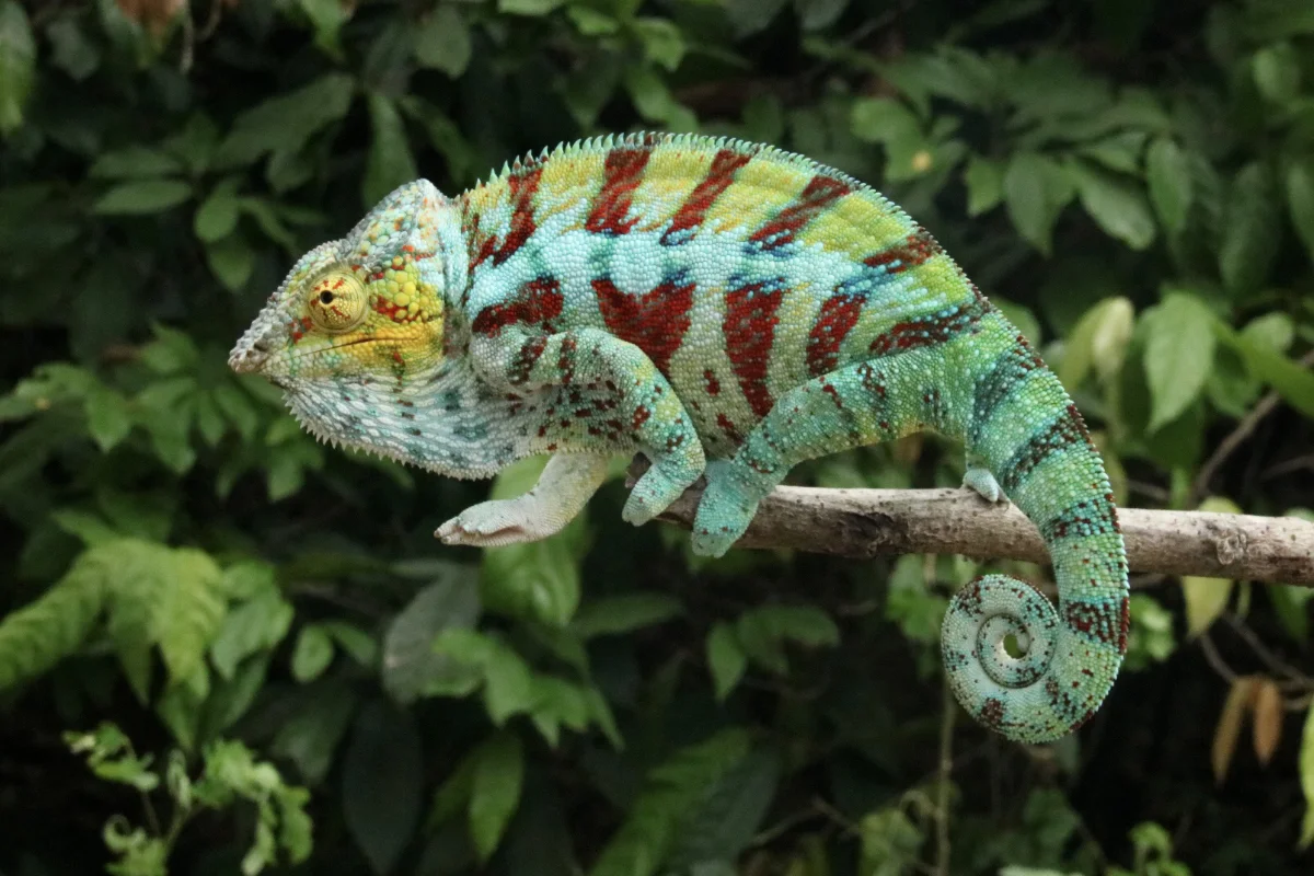 Chamäleon
