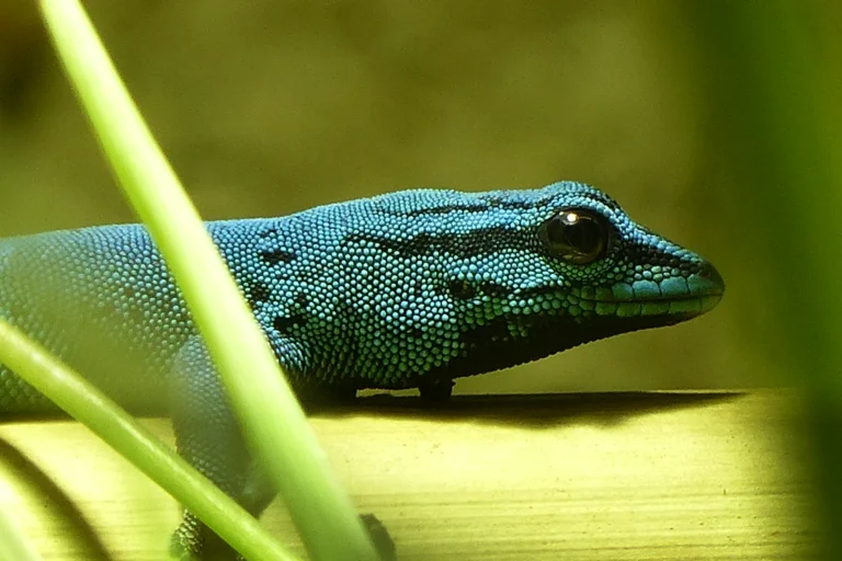 Blaumänner in Gefahr: das Kimboza-Forest-Gecko-Projekt