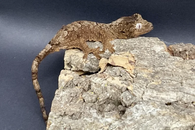 Abgabe Jungtiere Neukaledonischer Flechtengecko