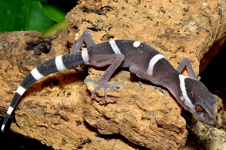 Huu-Lien-Tigergecko (Goniurosaurus huuliensis)