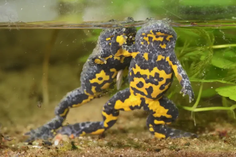 Gelbbauchunke (Bombina v. variegata)