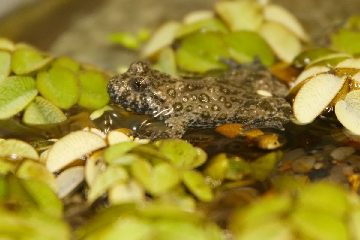 Gelbbauchunke (Bombina variegata) Jungtier