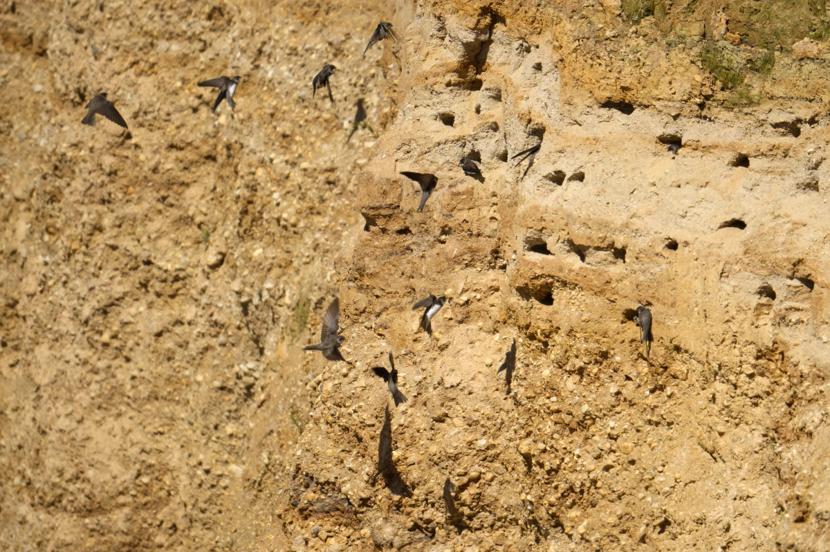 Uferschwalbe (Riparia riparia)