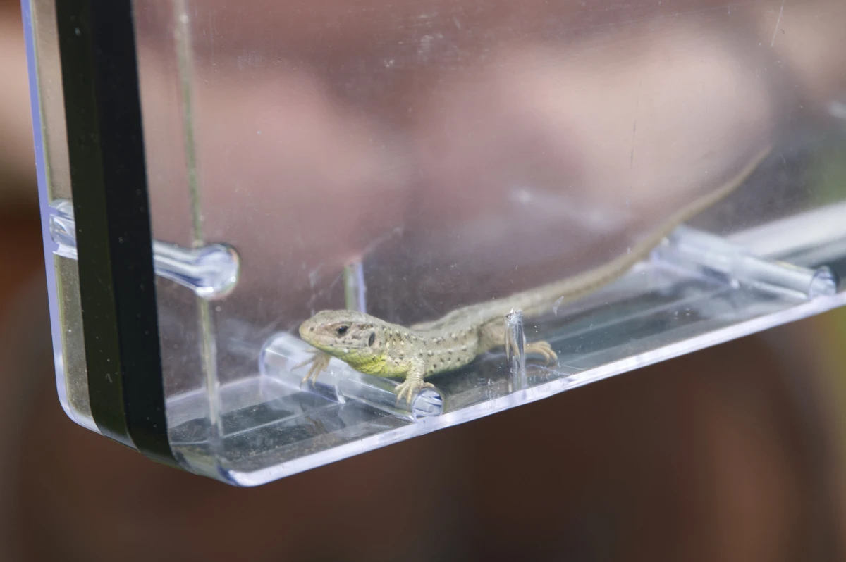 Junge Zauneidechse (Lacerta agilis) im Fotobecken