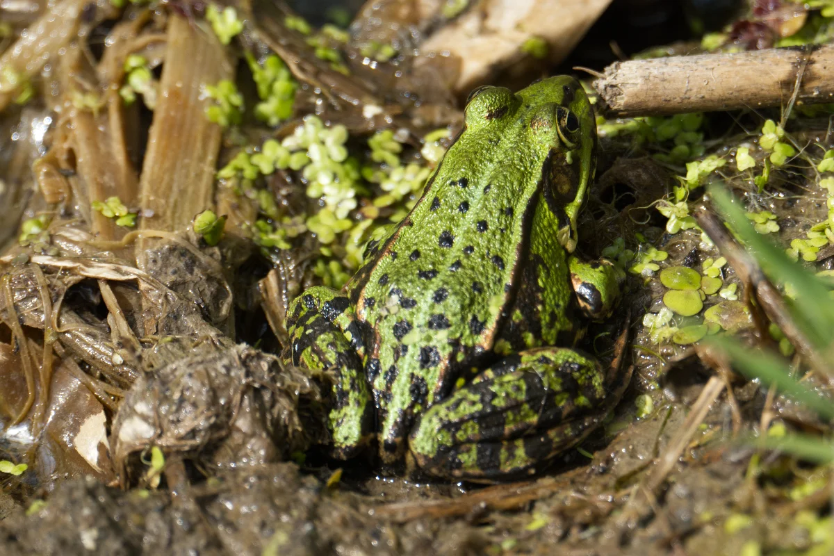 Teich- oder Seefrosch