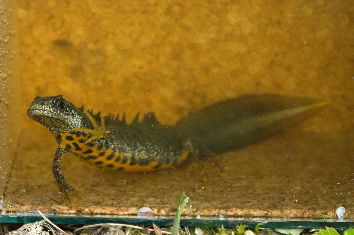 ... und ihr erster Inhalt: Nördlicher Kammmolch (Triturus christatus), männlich