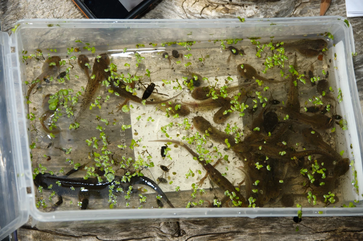 die drei hier vorkommenden Molcharten mit Gras- und Springfroschlarven