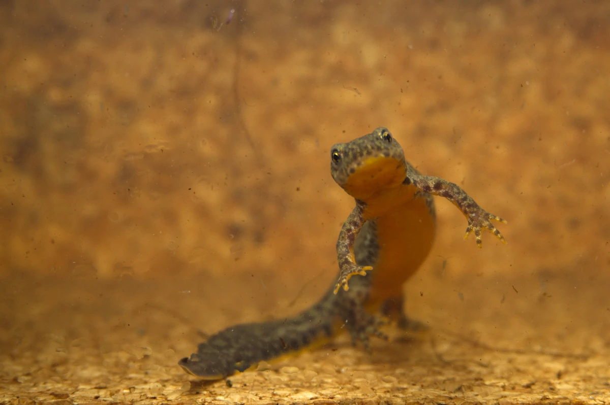 Bergmolch (Mesotriton alpestris), weiblich