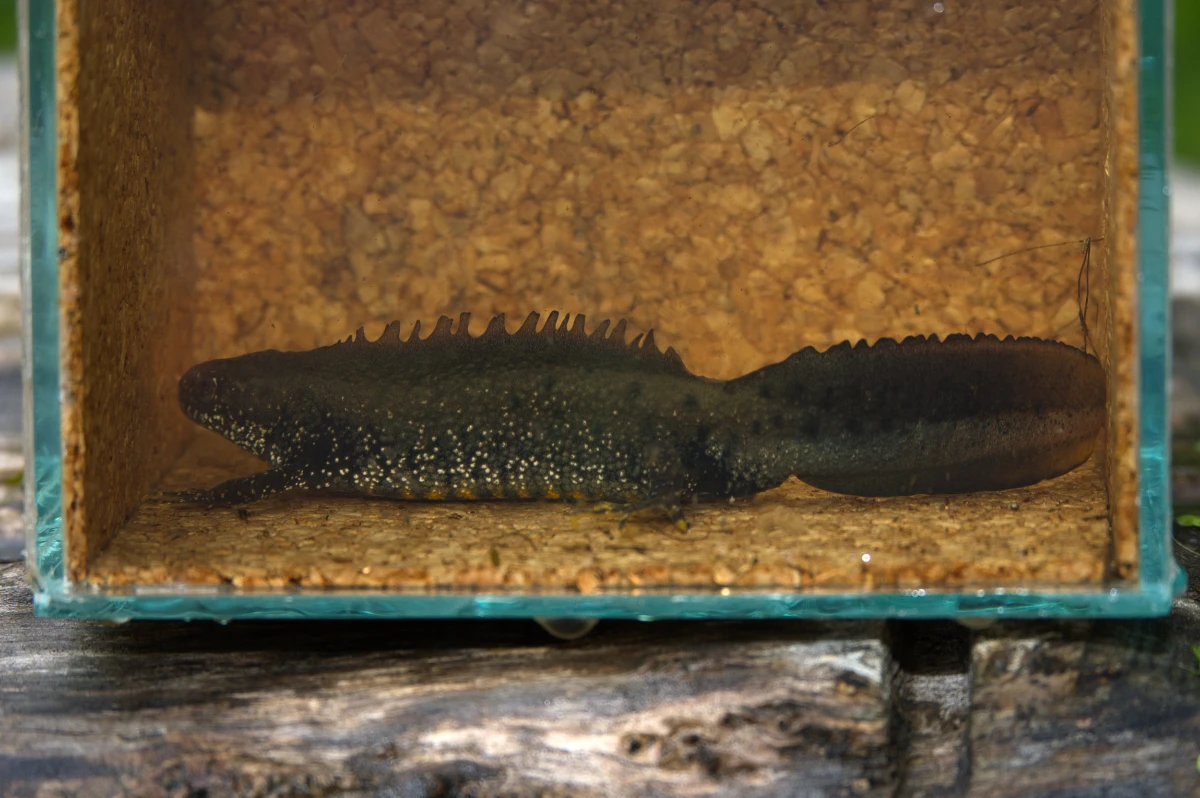 Nördl. Kammmolch, männlich