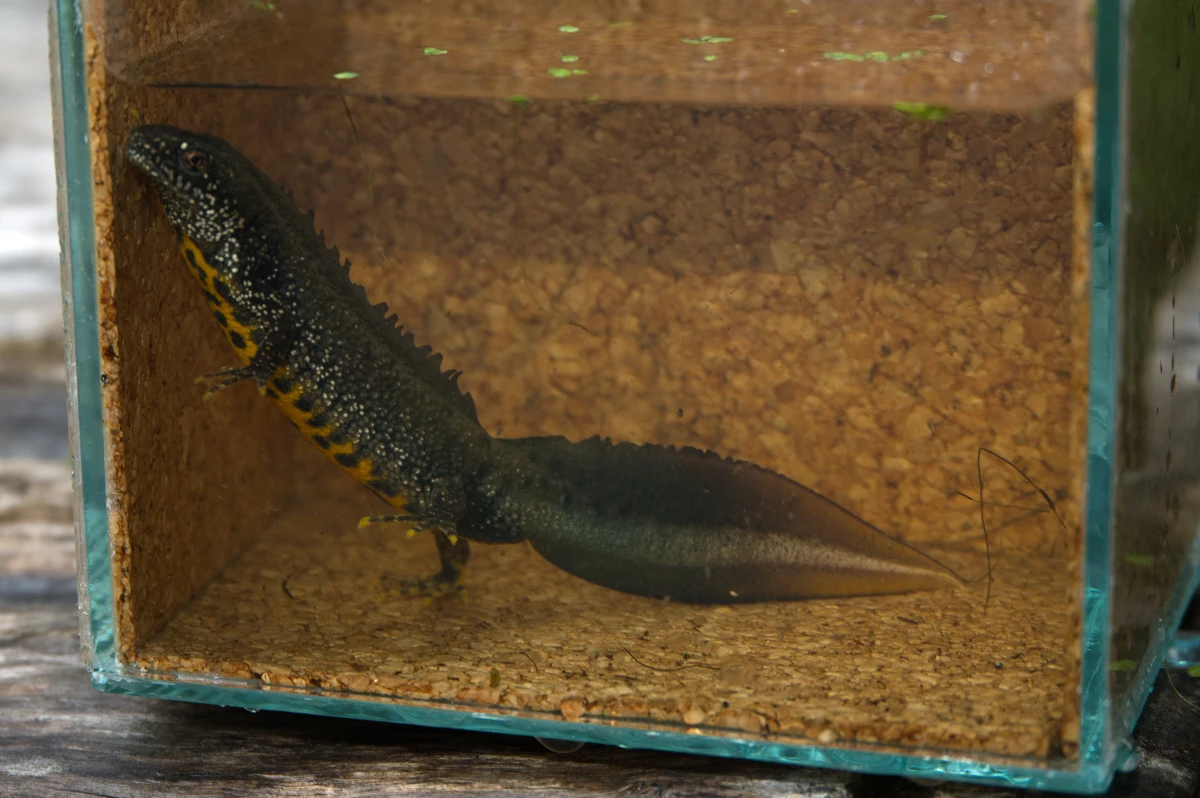 Nördl. Kammmolch, männlich